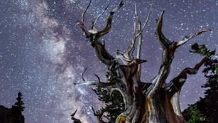 Bristlecone pine and the Milky Way